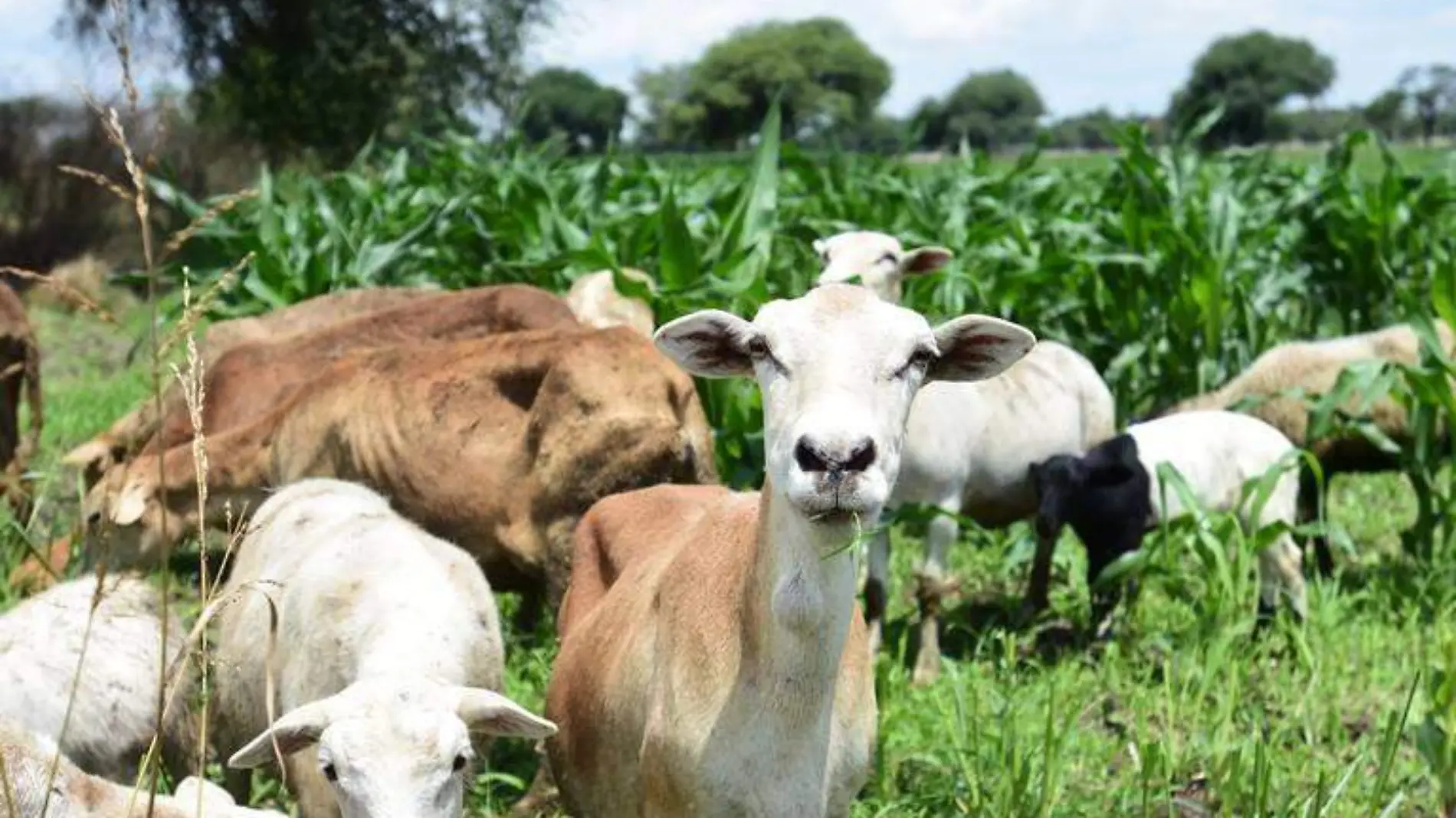 EL CAMPO MEXICANO